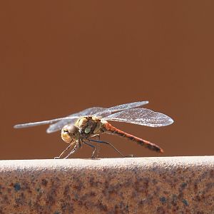 Wild Ruddy darter (Sympetrum sanguineum), 2024-08-21