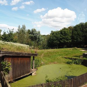 Domestic Bactrian camel paddock and viewing shelter, 2024-08-21