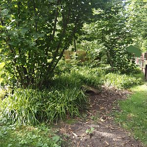 One of the European mink exhibits, 2024-08-21