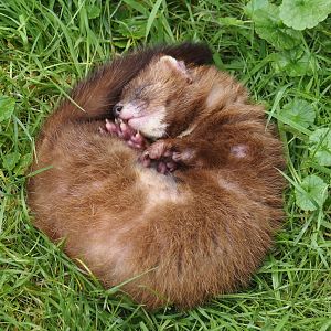 European mink (Mustela lutreola), 2024-08-21