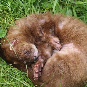 European mink (Mustela lutreola), 2024-08-21