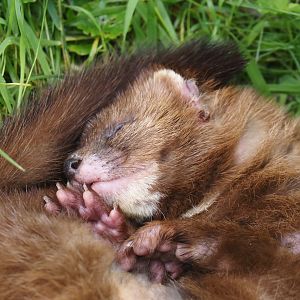 European mink (Mustela lutreola), 2024-08-21