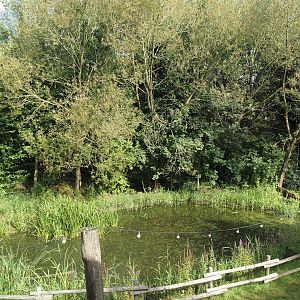 Wetland area for native wildlife, 2024-08-21