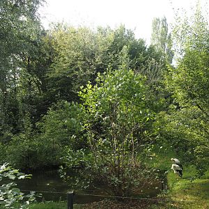 European white stork exhibit, 2024-08-21