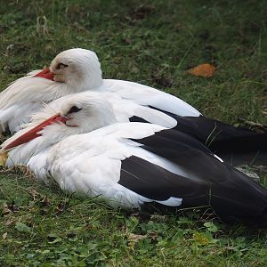 European white storks (Ciconia ciconia), 2024-08-21