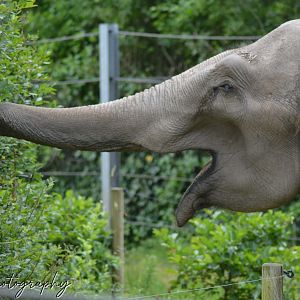 Asian Elephant Noorjahan