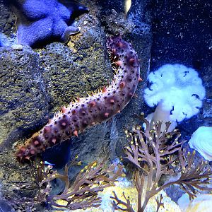 ID Sea Cucumber- Riverbanks Zoo