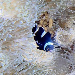 ID Clownfish-Riverbanks Zoo