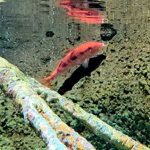 ID Goatfish  - Riverbanks Zoo