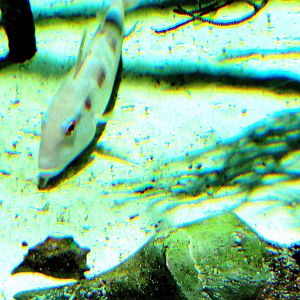 ID Goatfish-Riverbanks Zoo