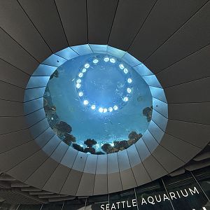 Ocean Pavilion - The Reef Oculus Window
