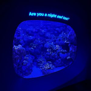 Ocean Pavilion - Are you a night owl too?