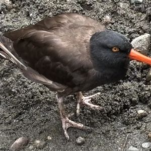 Black Oystercatcher