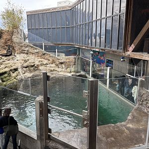 Northern Fur Seal Exhibit - way too small!