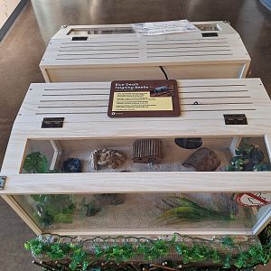 Blue Death Feigning Beetle Terrarium