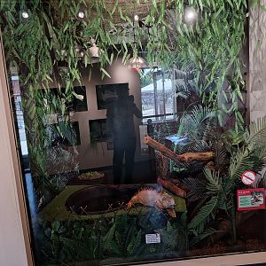 Green Iguana enclosure