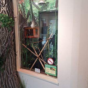 Common Tree Boa (Corallus hortulana) Enclosure