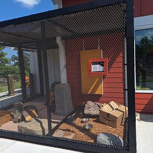 Striped Skunk Enclosure