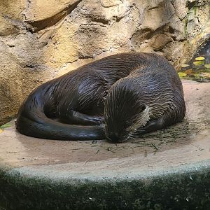 Mesker Park Zoo - North American River Otter