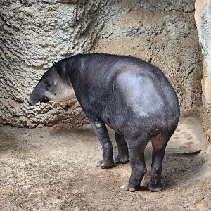 Mesker Park Zoo - Baird's Tapir
