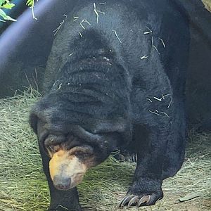 Zoo Atlanta - Sun Bear