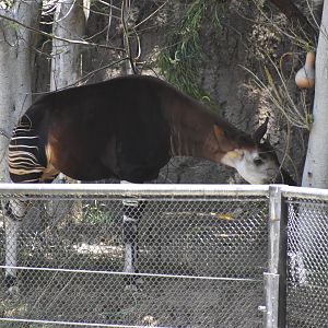 Okapi from Bus Tour