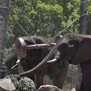 Two African Bush Elephants
