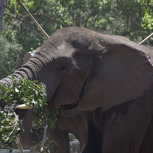 African Bush Elephant Meal