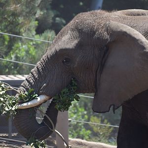 African Bush Elephant Profile