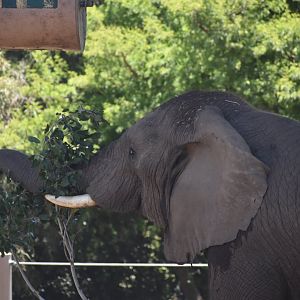 African Bush Elephant