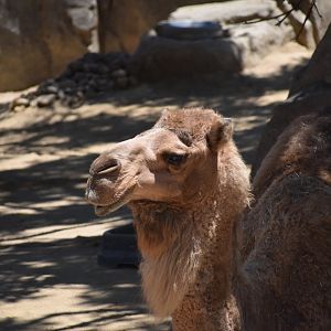 Dromedary Camel