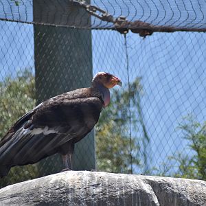 California Condor