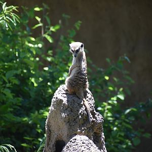 Meerkat