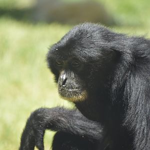 Siamang Gibbon