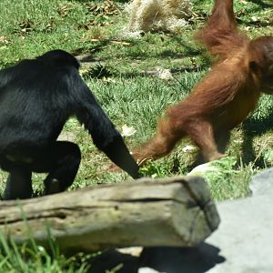 Juvenile Orangutan Stealing From Siamang Gibbon