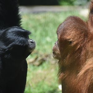 Orangutan vs. Gibbon Face Off