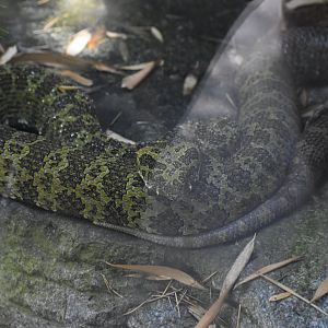Mangshan Pit Viper (Freshly Shed)