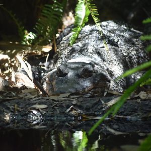 African Slender Snouted Crocodile