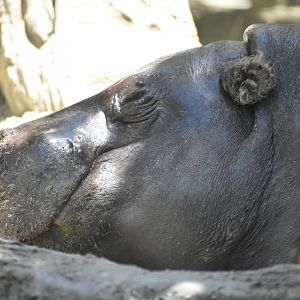 Pygmy Hippo Headshot