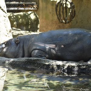 Pygmy Hippo