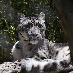 Snow Leopard