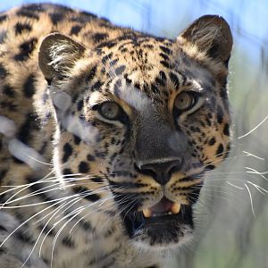 Amur Leopard Close-up