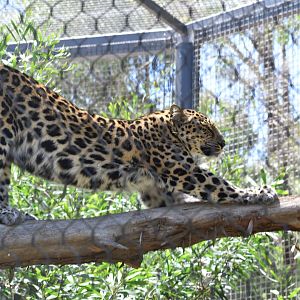 Amur Leopard Stretch