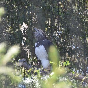 Harpy Eagle