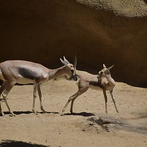 Speke's Gazelle