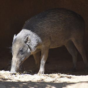 Visayan Warty Pig