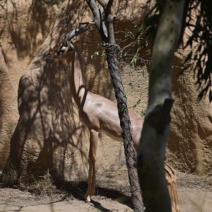 Gerenuk