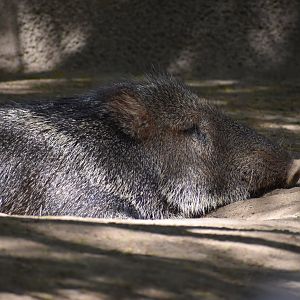 Chacoan Peccary
