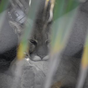 Cougar