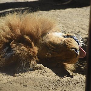 African Lion Sleeping
